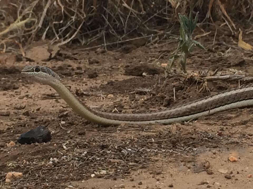 Imagem de Psammophis subtaeniatus Peters 1882