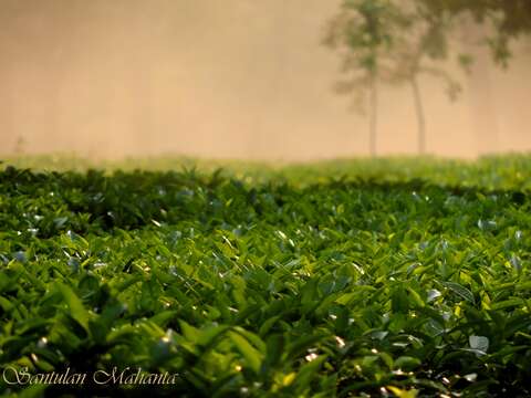 Image of Tea plant