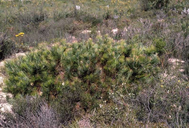 Image of Banksia lanata A. S. George