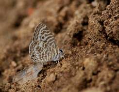 Image of Leptotes plinius