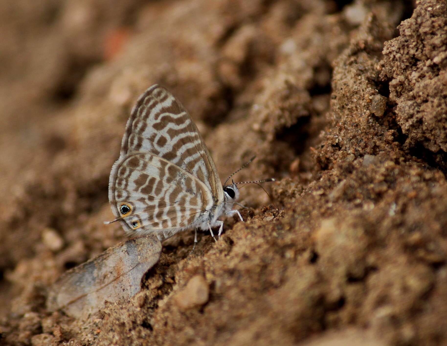 Image of Leptotes plinius