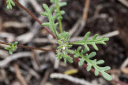 Image de Phacelia ivesiana Torr.