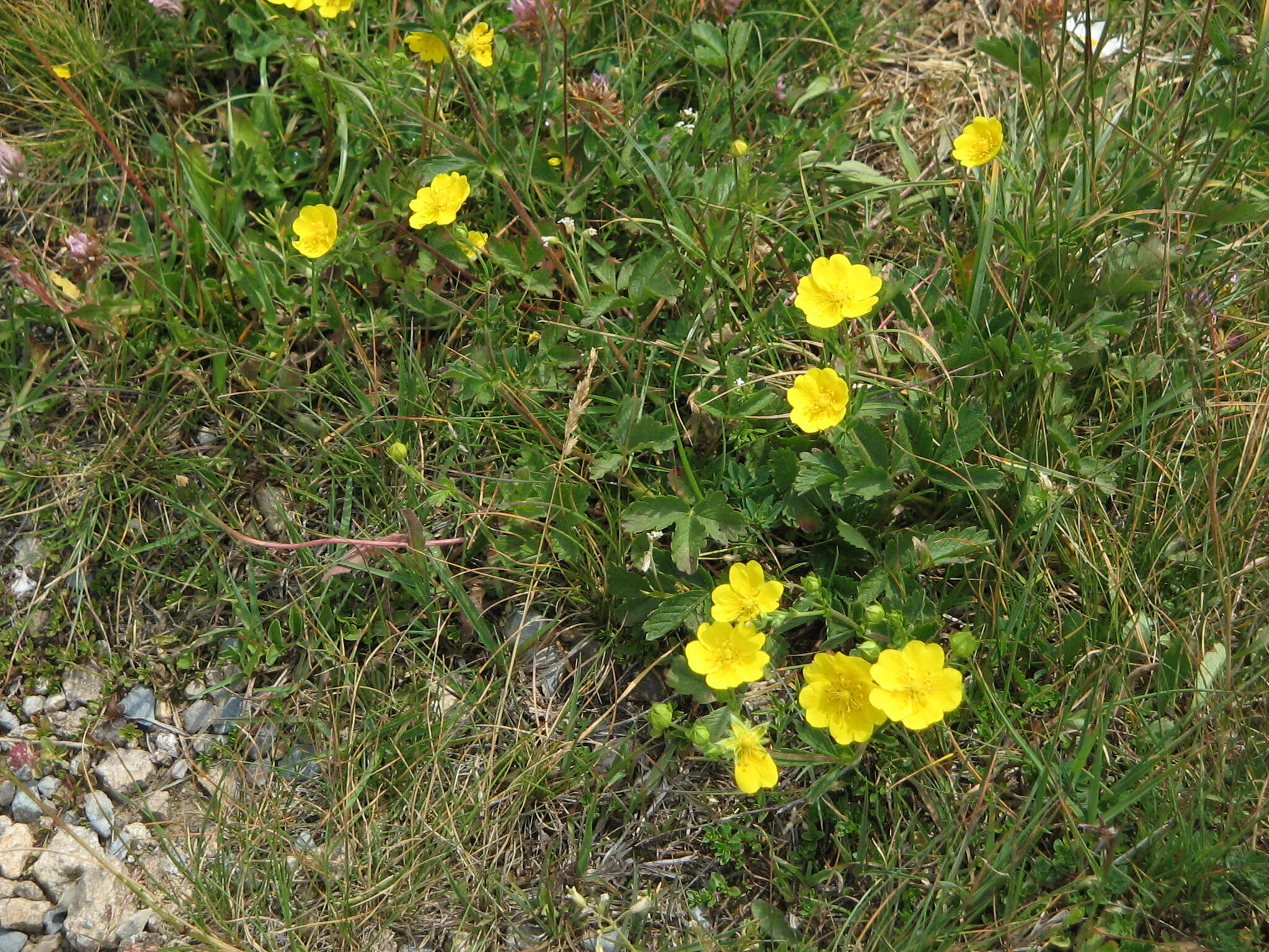 Image de Potentille à grandes fleurs