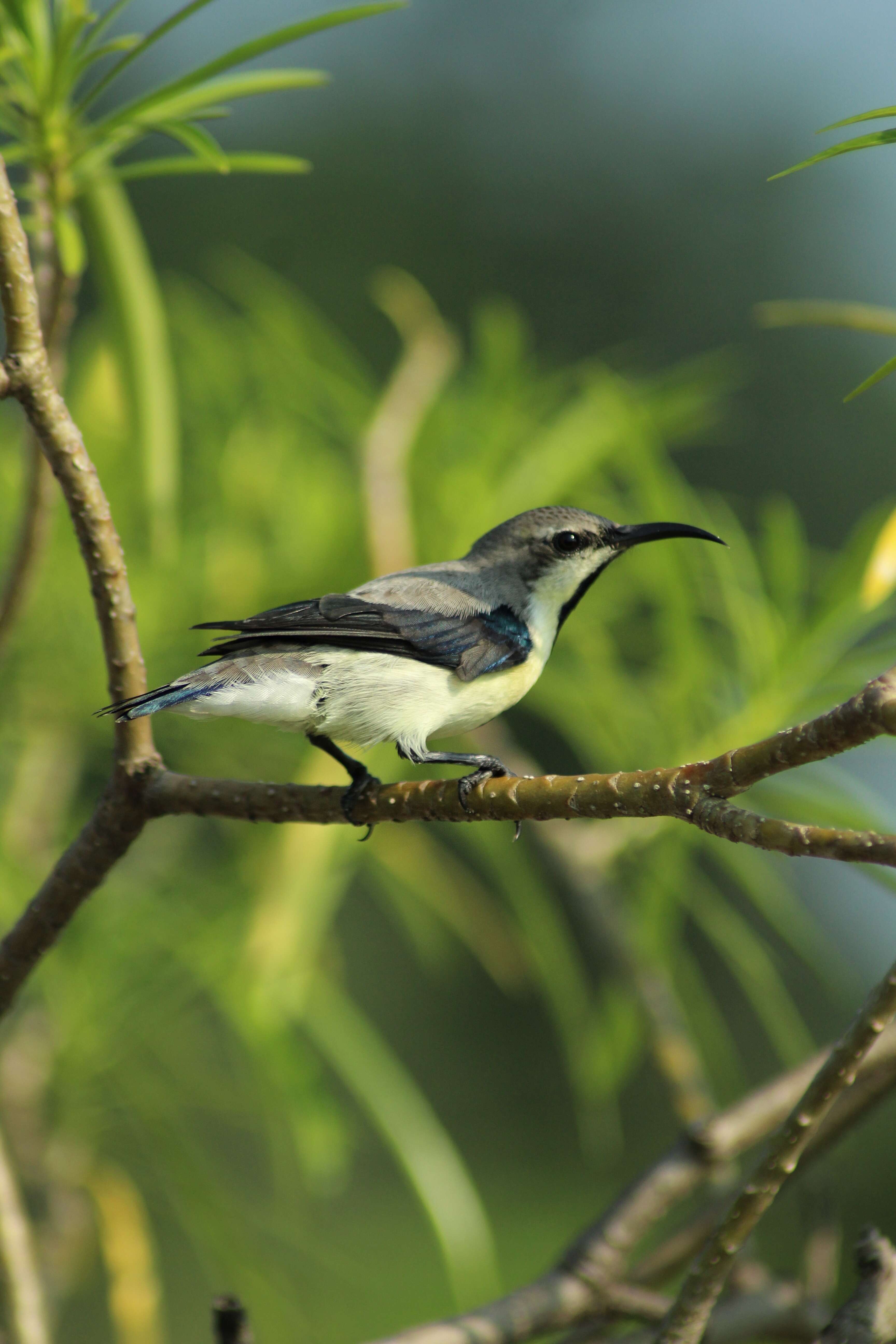 Image of Purple Sunbird