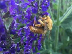 Plancia ëd Xylocopa varipuncta Patton 1879