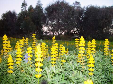 Image of European yellow lupine