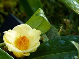 Imagem de Camellia euphlebia Merr. ex Sealy