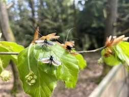 Image of Adela reaumurella