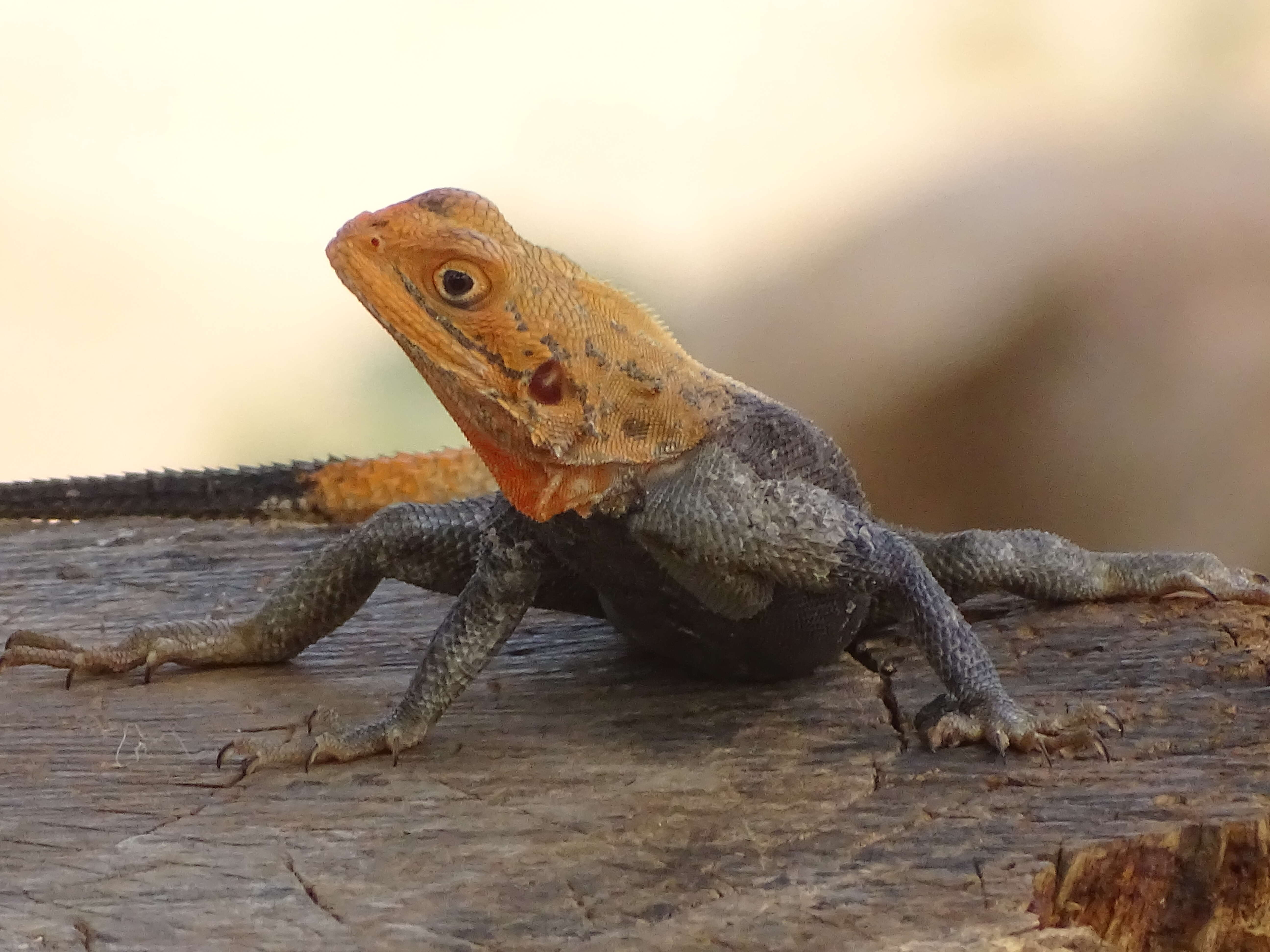 Image of Common agama