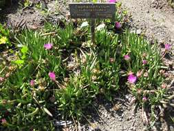 Cephalophyllum subulatoides (Haw.) N. E. Br. resmi