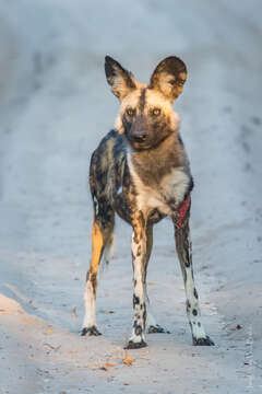 Image of African Hunting Dog