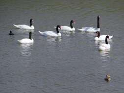 Imagem de Cisne-de-pescoço-preto