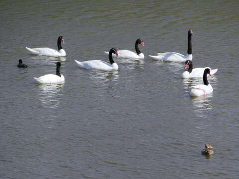 Image of Black-necked Swan