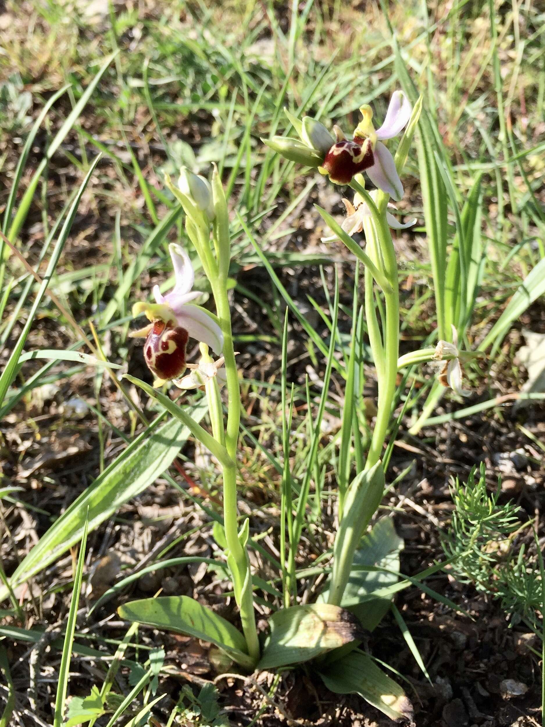 Image of Woodcock bee-orchid