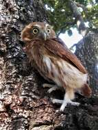 Image of Ferruginous Pygmy Owl