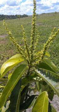 Image of Caryodendron orinocense H. Karst.