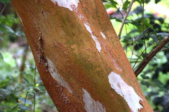 Sivun Luma apiculata (A. P. de Candolle) Burret kuva