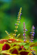 Image of common coleus