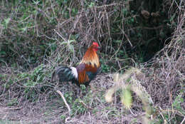 Image of Red Junglefowl