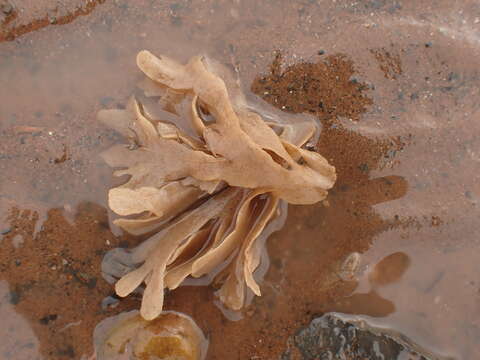 Image of leafy bryozoan