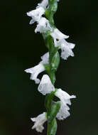 Слика од Spiranthes tuberosa Raf.