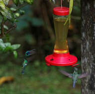 Colibri coruscans (Gould 1846) resmi