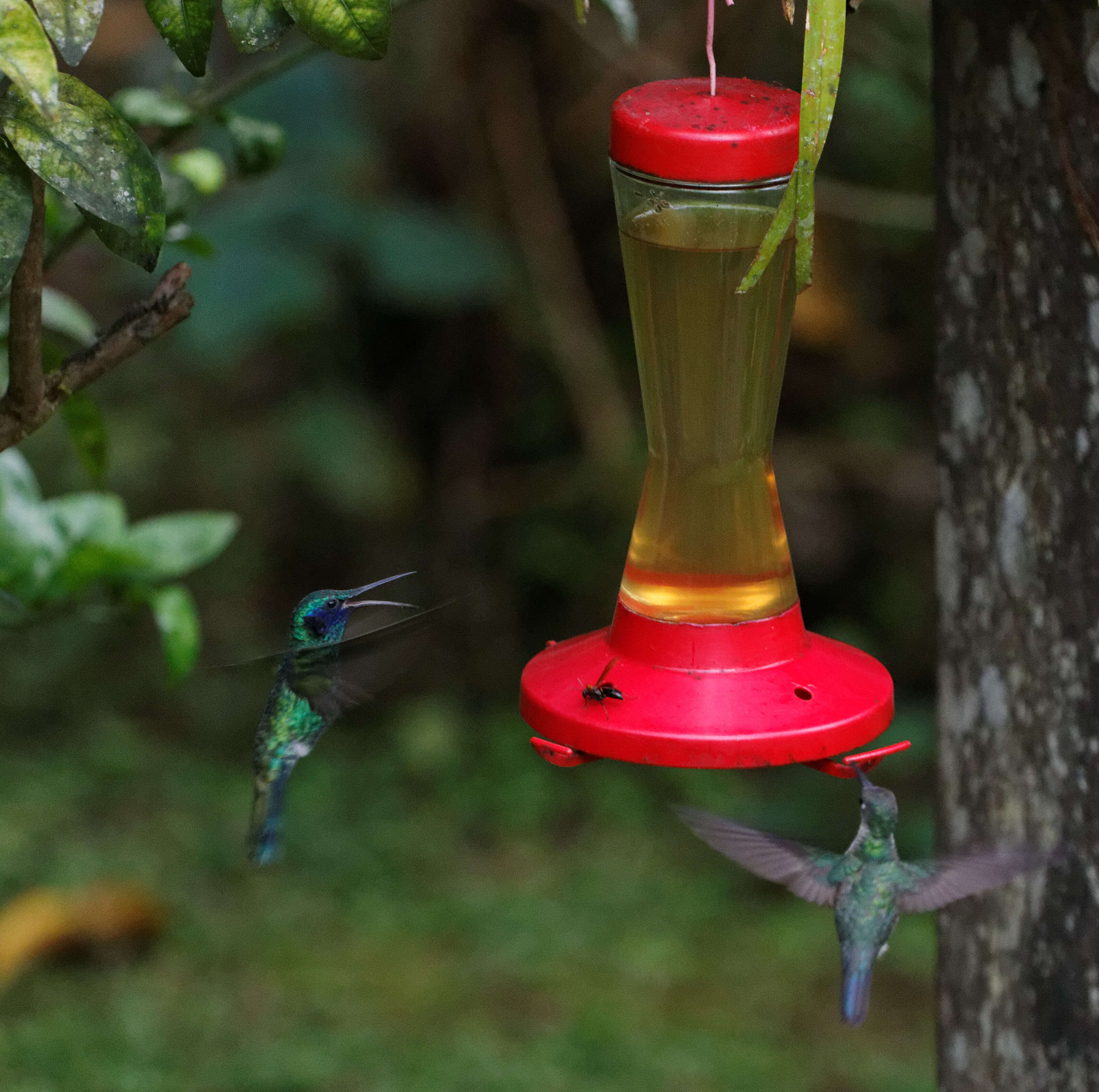 Colibri coruscans (Gould 1846) resmi