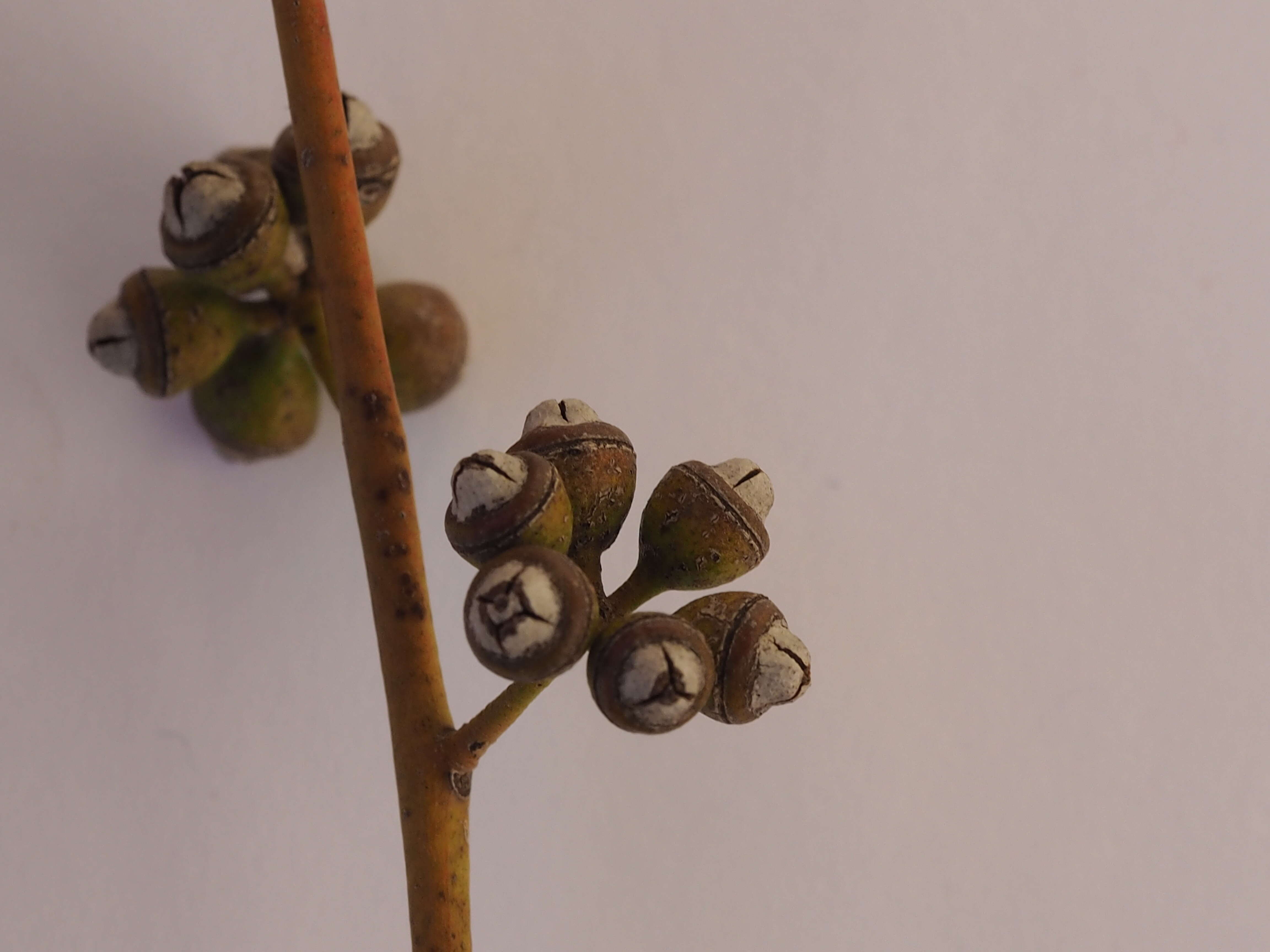 Image of Eucalyptus nova-anglica Deane & Maiden