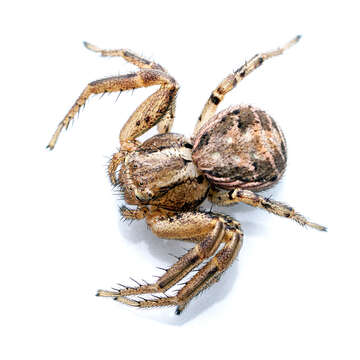 Image of common crab spider