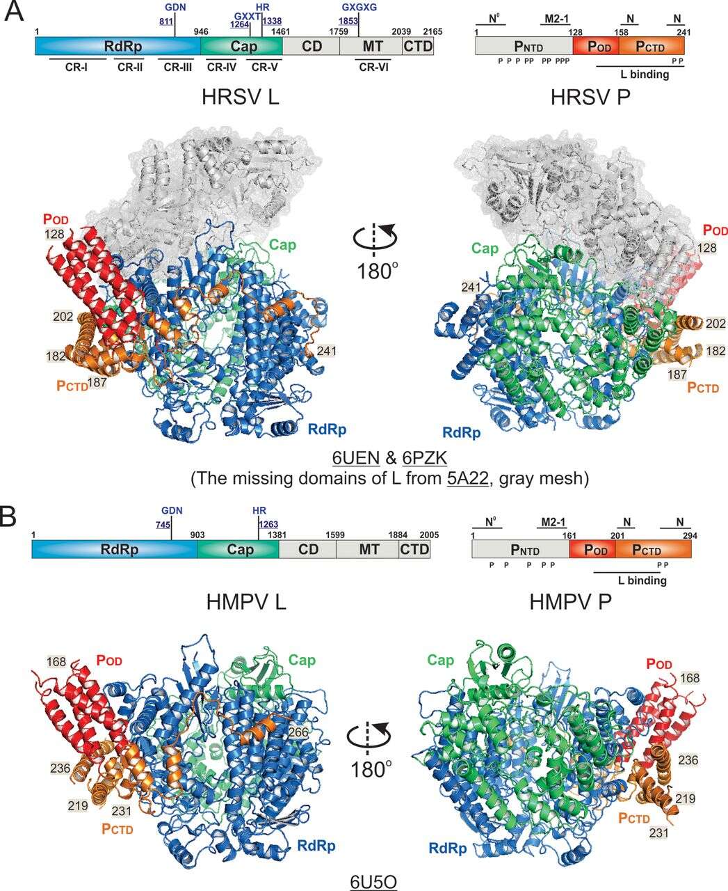 Image of Human respiratory syncytial virus