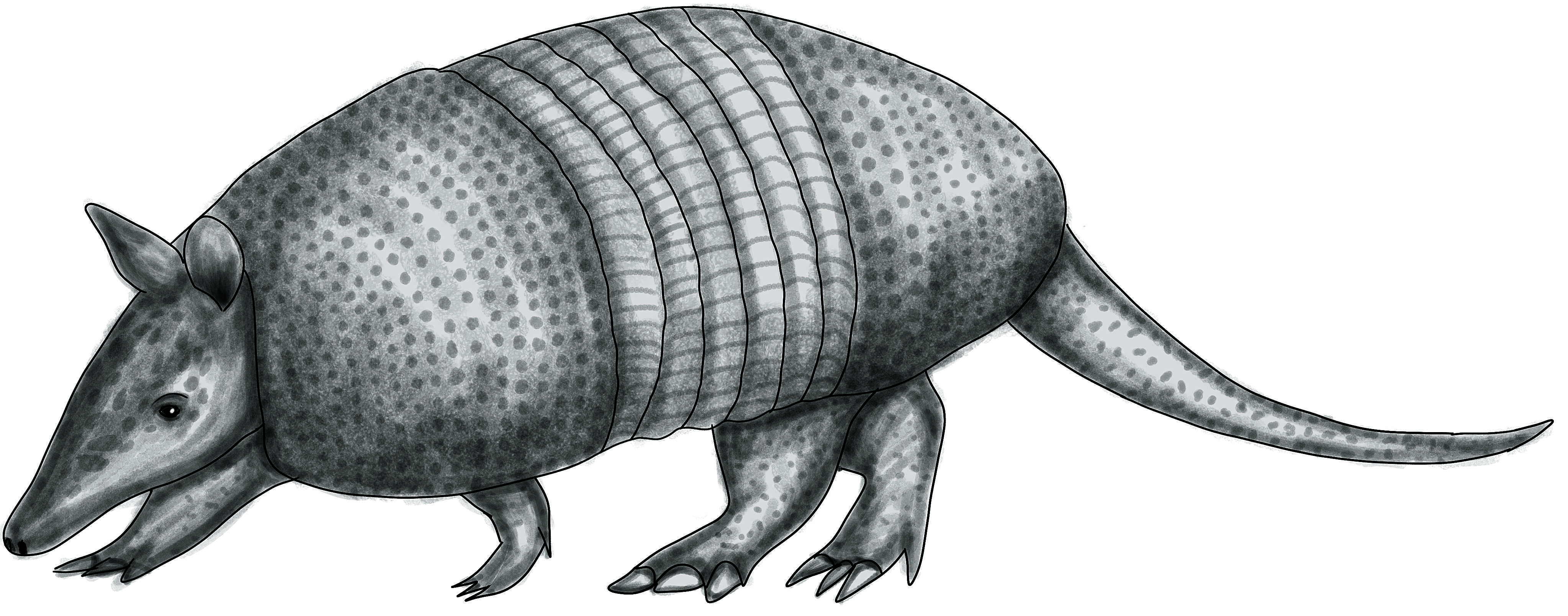 Image of Southern Long-Nosed Armadillo