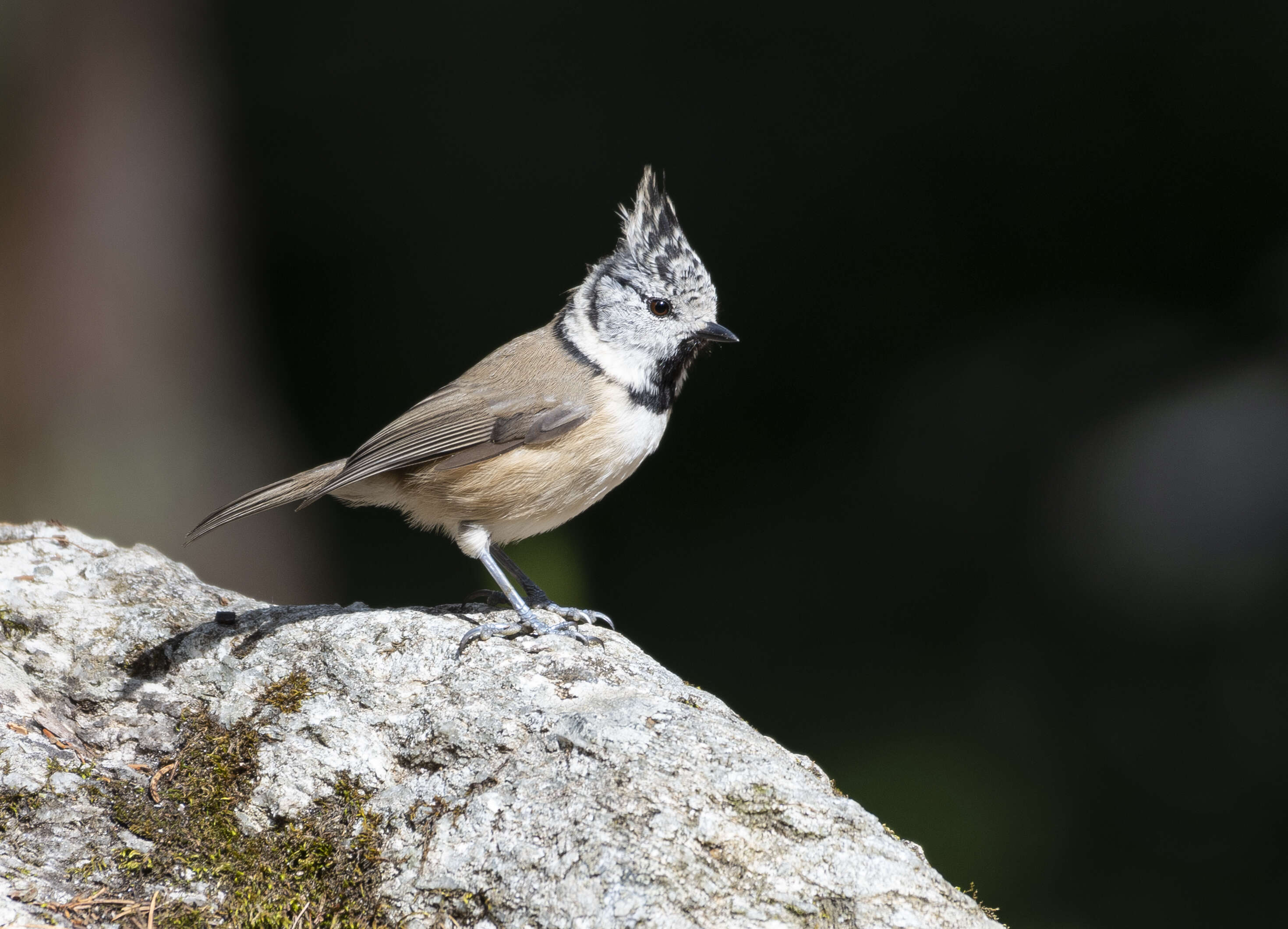 Image of Lophophanes Kaup 1829