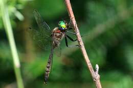 Image of Brush-tipped Emerald