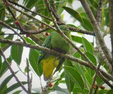 Image of Dwarf Fruit Dove