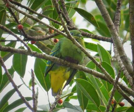 Image of Dwarf Fruit Dove