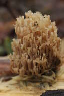 Image of Artomyces pyxidatus (Pers.) Jülich 1982