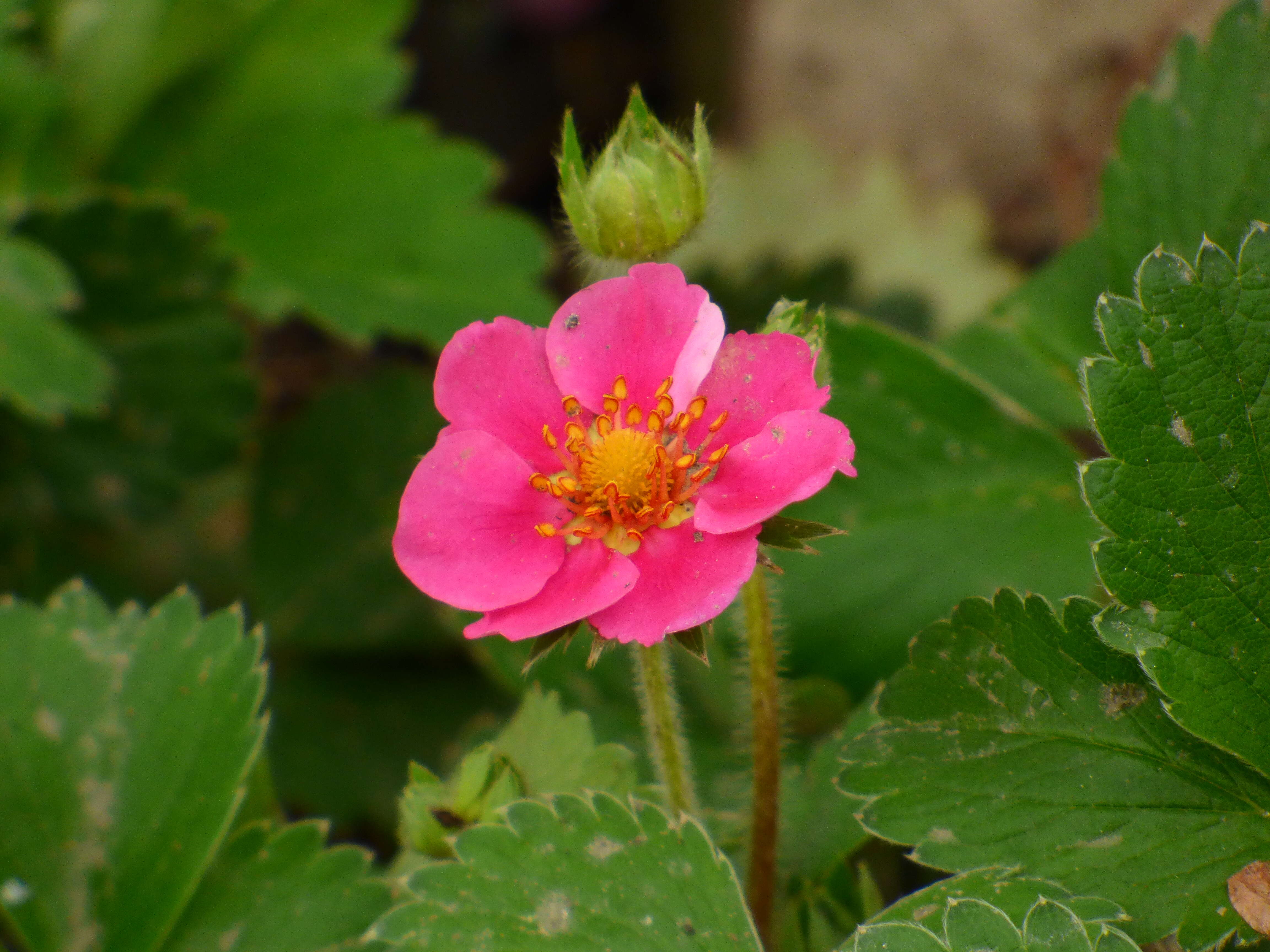 Image of strawberry