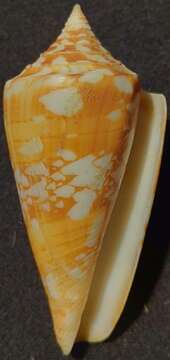 Image of Conus