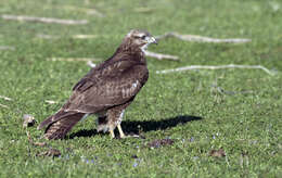 Image of Common Buzzard