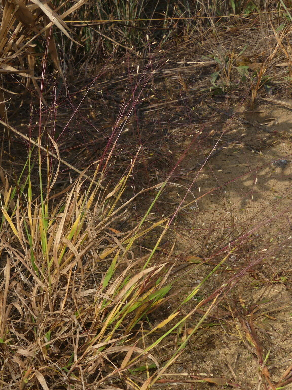 صورة Digitaria cognata (Schult.) Pilg.