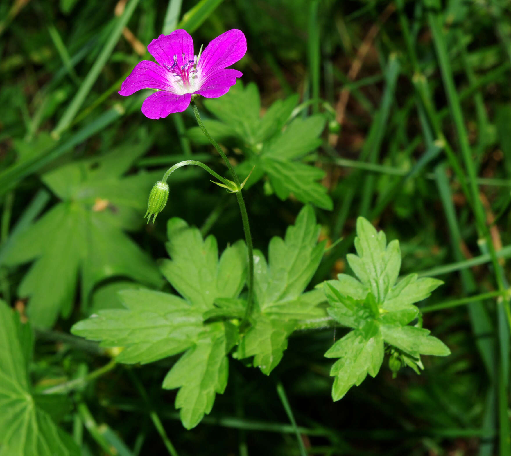 Imagem de Geranium palustre L.