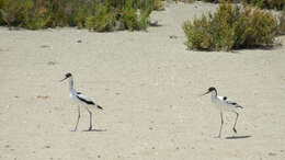 Image of avocet, pied avocet