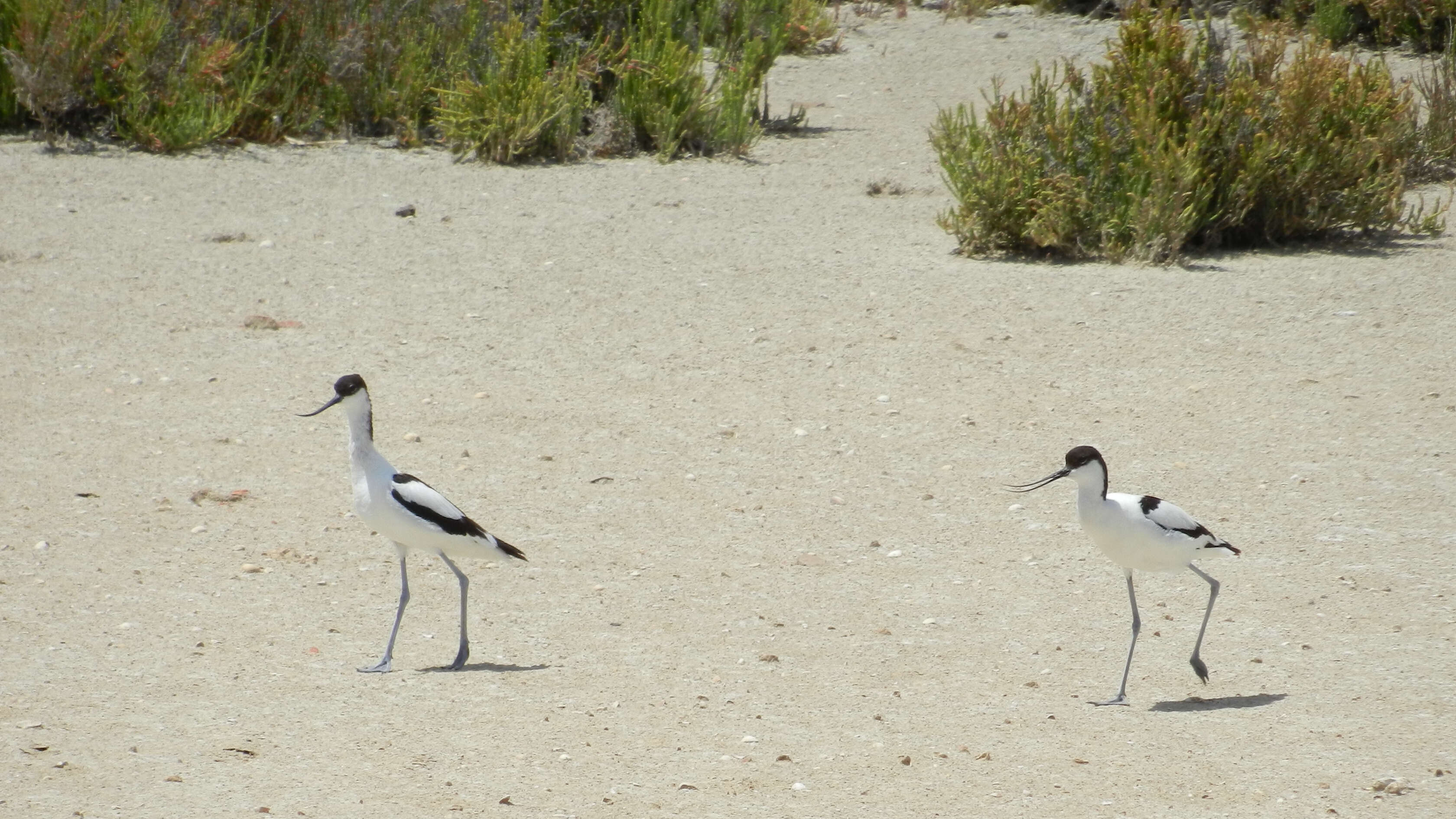 Image of avocet, pied avocet