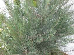 Image of Allocasuarina grampiana L. A. S. Johnson