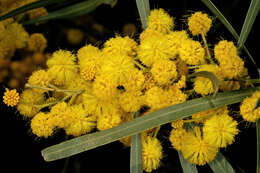 Image of orange wattle