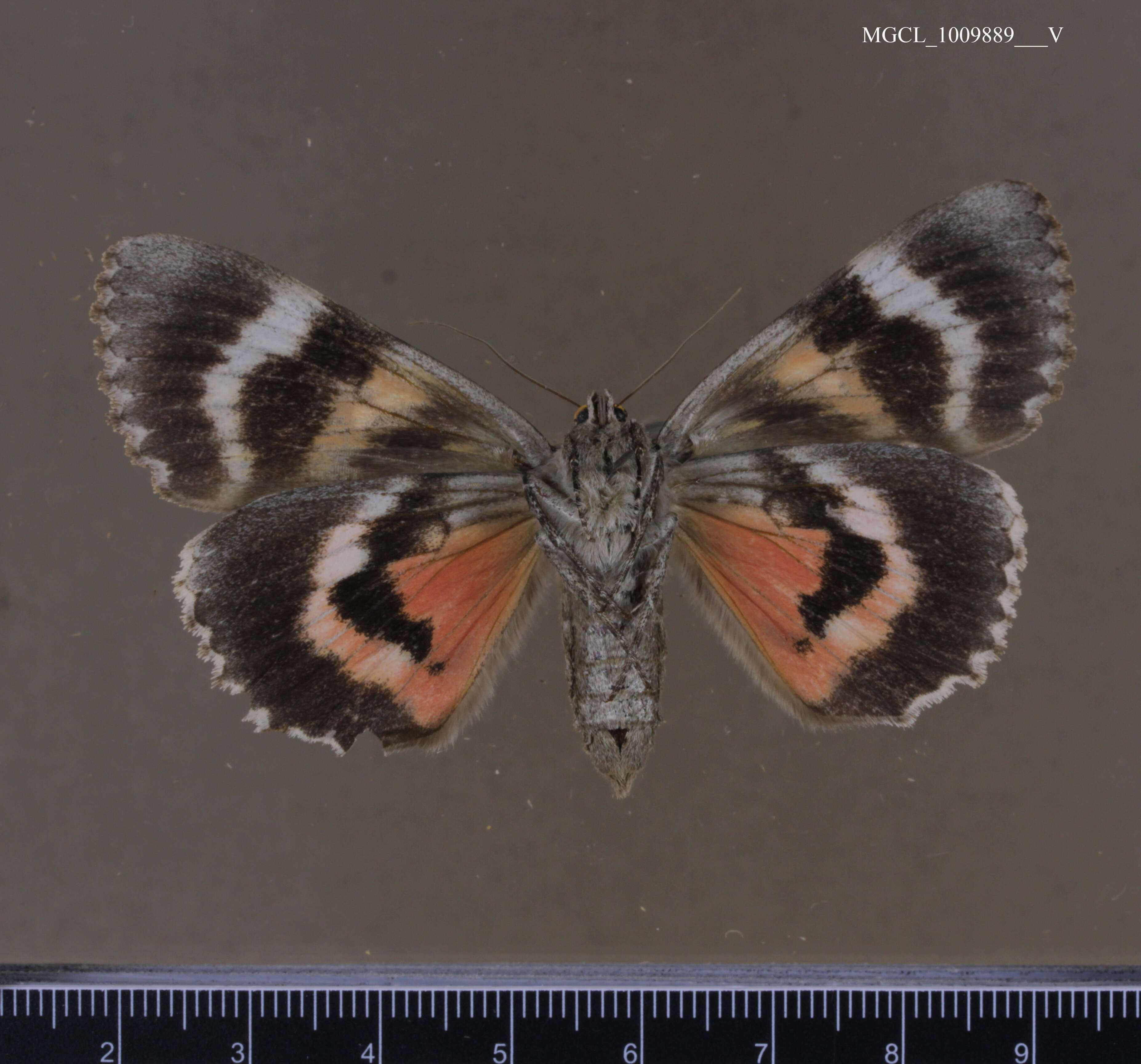 Image of Aholibah Underwing