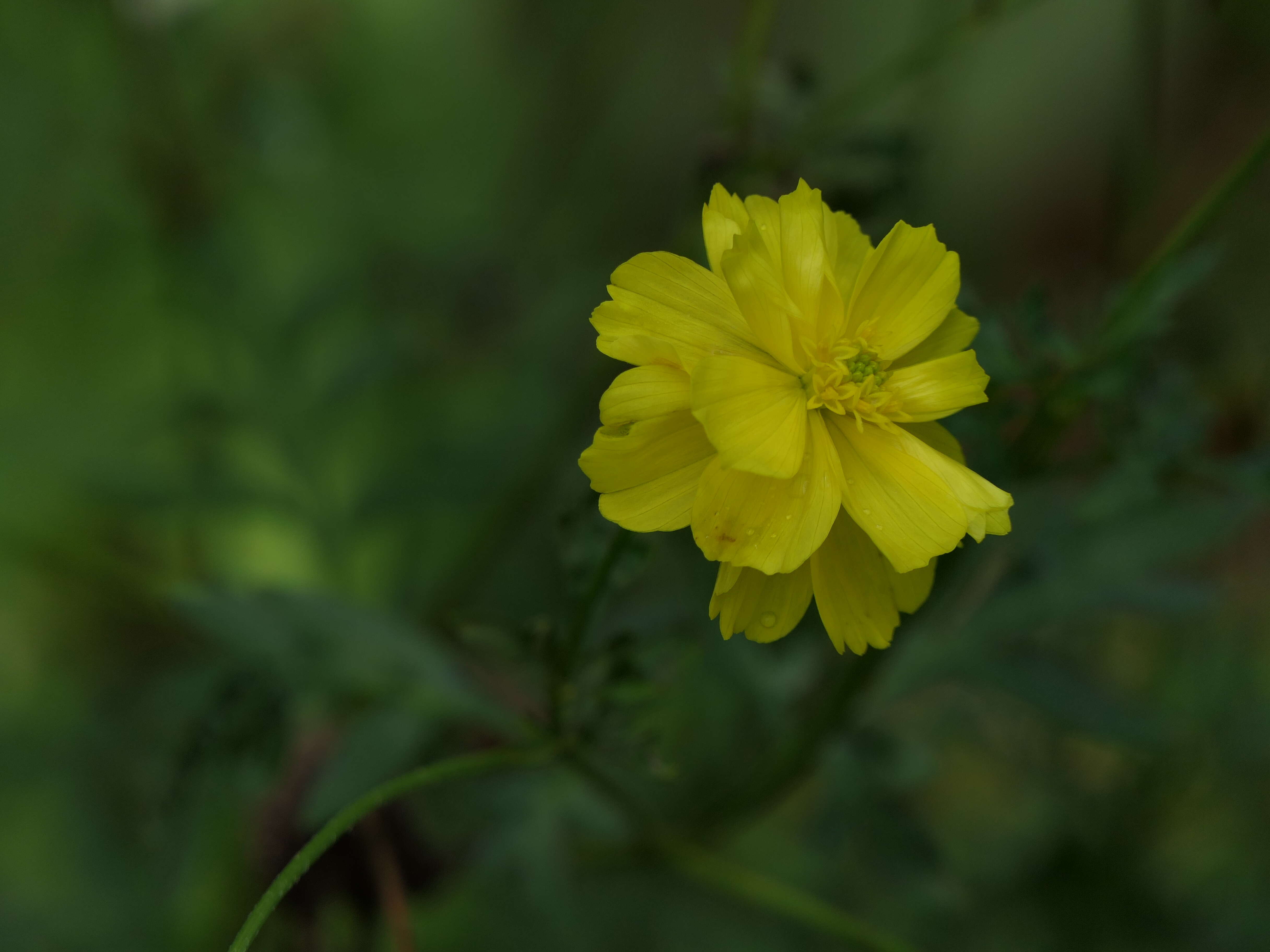 Image de Cosmos sulphureus Cav.