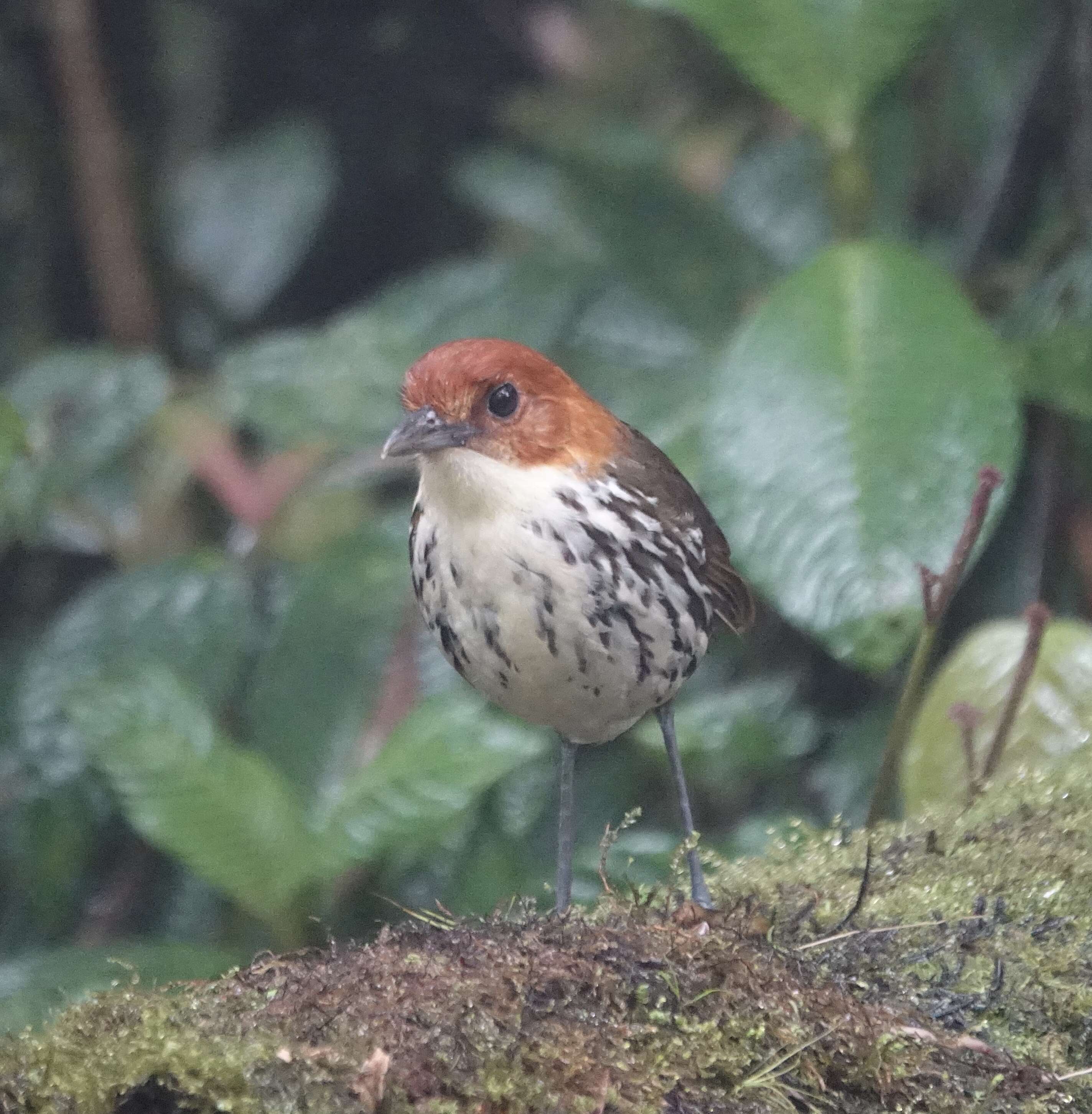 Image of Chestnut-crowned Antpitta