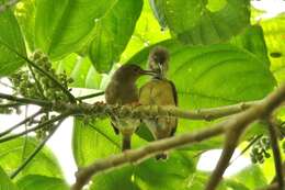 Image of Large Ponhpei White-eye