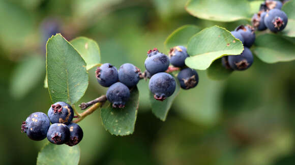 Image of Saskatoon serviceberry